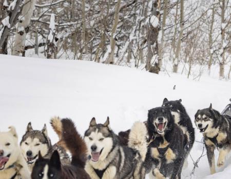 Dog Sledding Dog Sledding