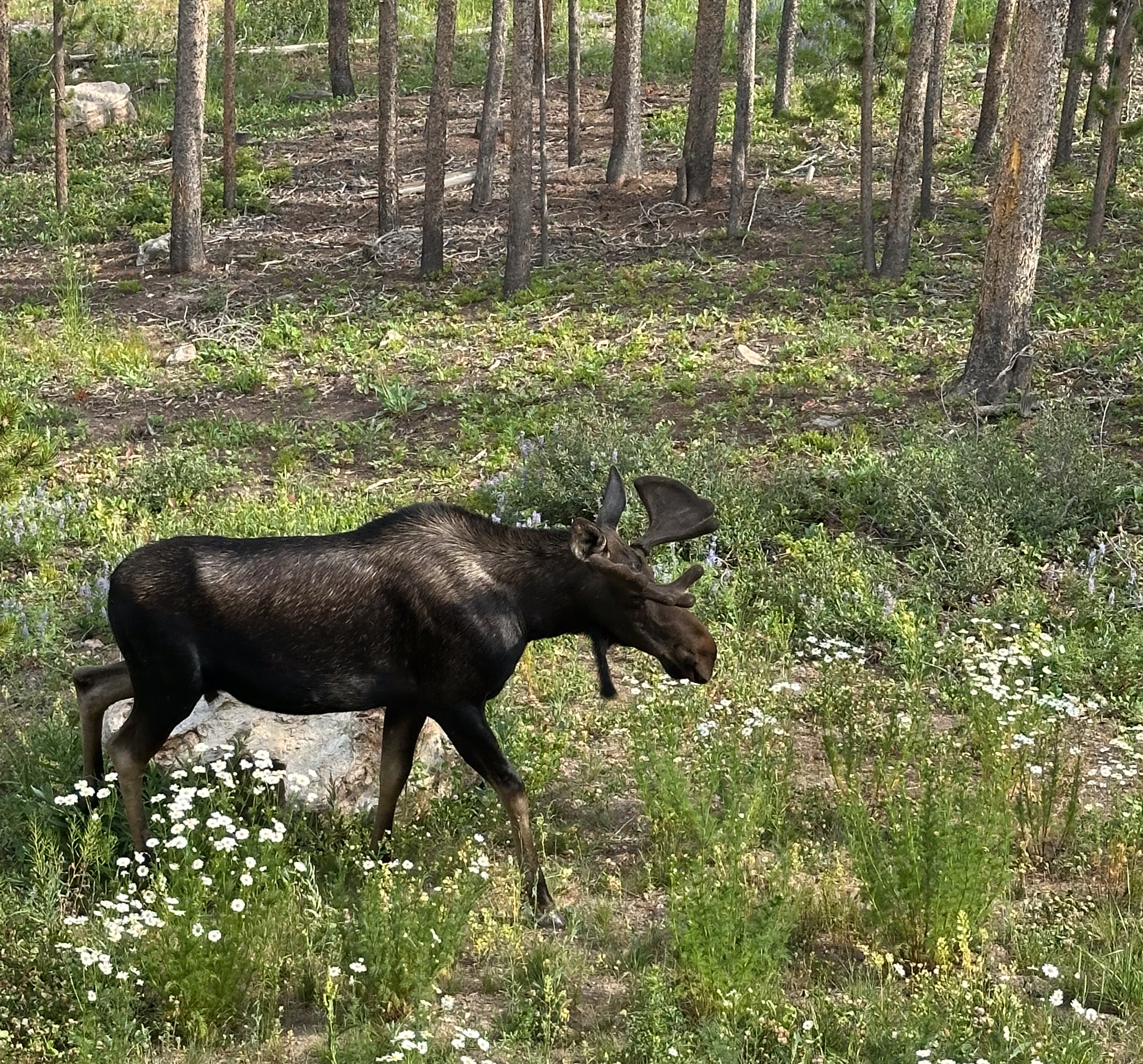 Moose spotted at Breckenridge Nordic Center trail – wildlife in Breckenridge CO